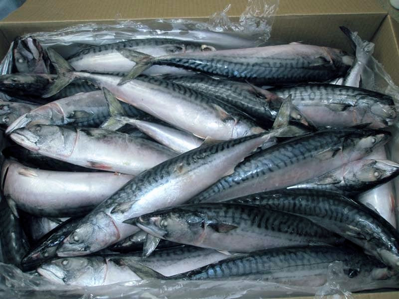 FROZEN FISH