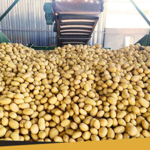 Buy Fresh Potatoes Wholesale