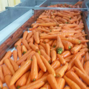 Wholesale South African Fresh Carrot For sale
