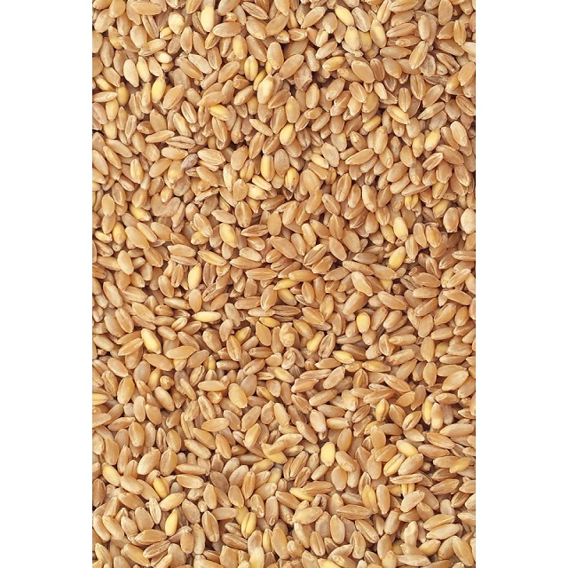 buy Grade 1 Wheat Grain for Human Consumption And Animal Feed
