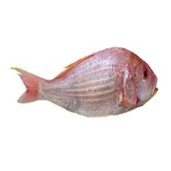 Buy sultan fish wholesale 5