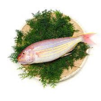 Buy sultan fish wholesale4