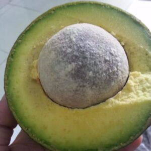 Fresh Has Avocado For Sale with cheap Price