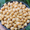 Kabuli Chickpease